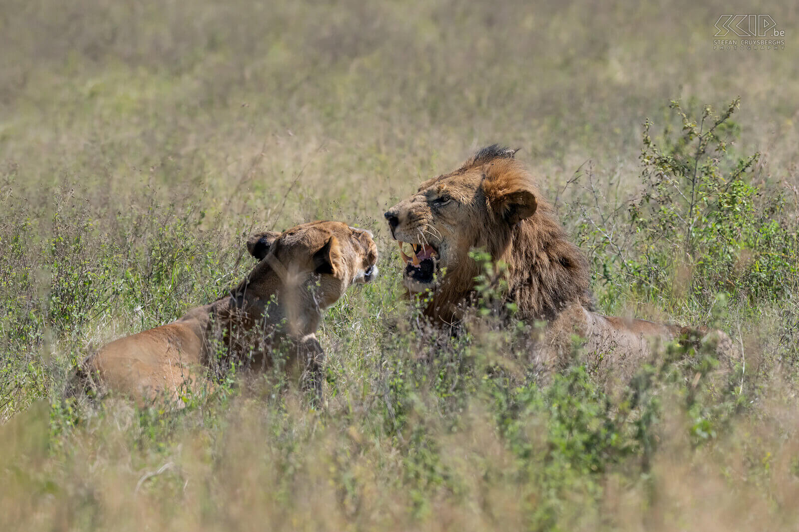 Nakuru NP - Koppel leeuwen In Nakuru NP konden we 's morgens een koppel leeuwen spotten. Tien minuten zaten ze goed zichtbaar in het hoge gras, nadien verplaatsten ze zich en gingen liggen in nog hoger gras waardoor ze amper te zien waren. Altijd indrukwekkend om deze machtige katten in het wild te zien. Stefan Cruysberghs